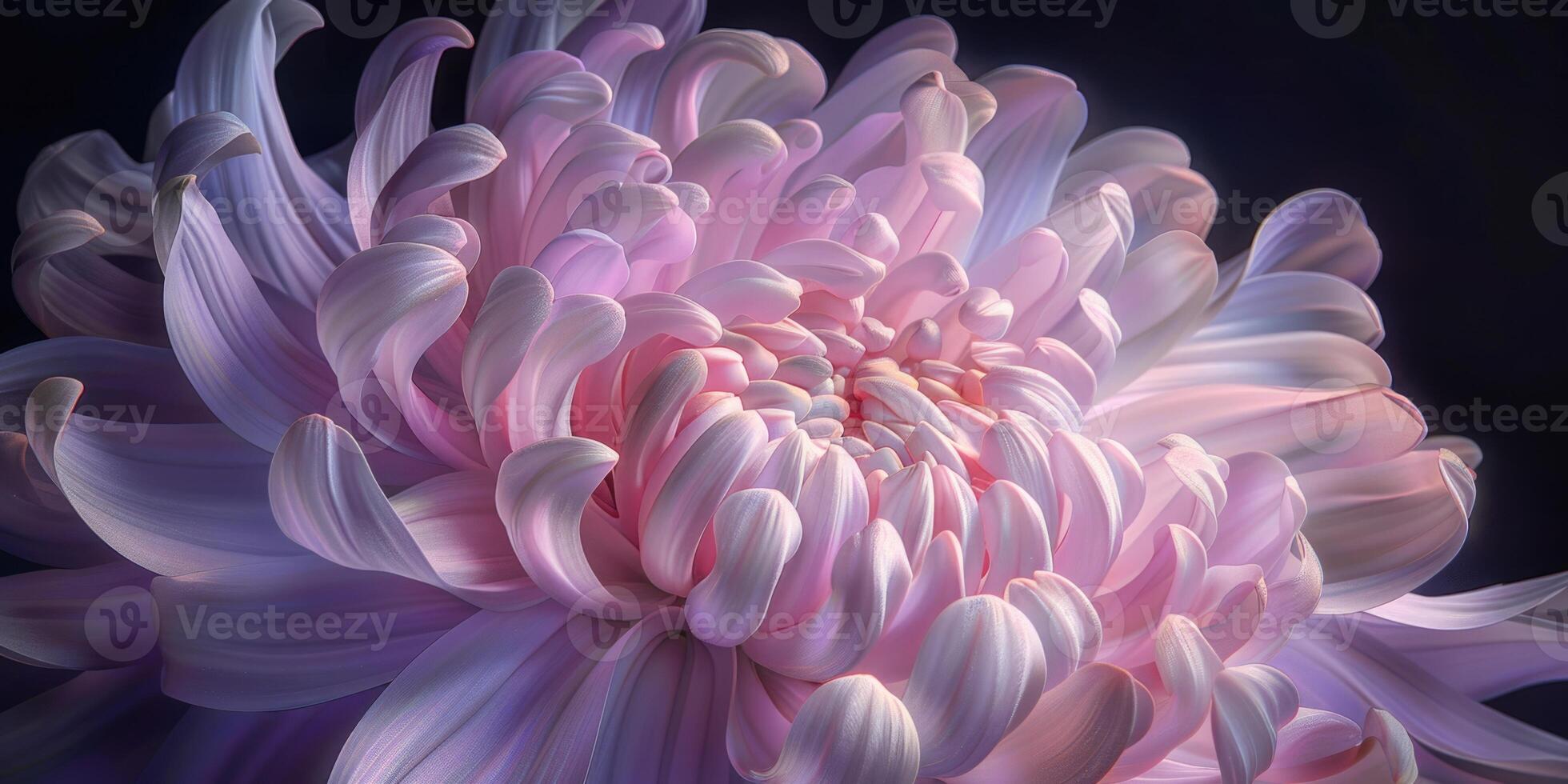 pink and purple chrysanthemum closeup flower, ai photo