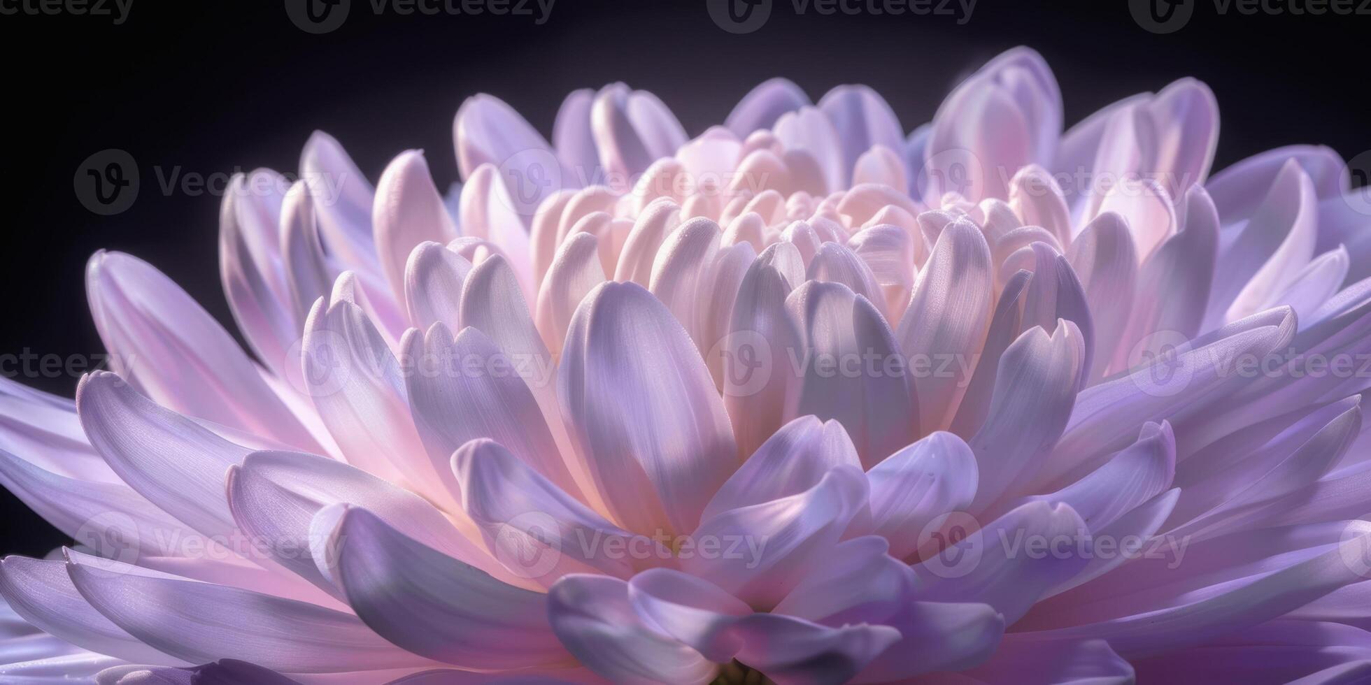 pink and purple chrysanthemum closeup flower, ai photo