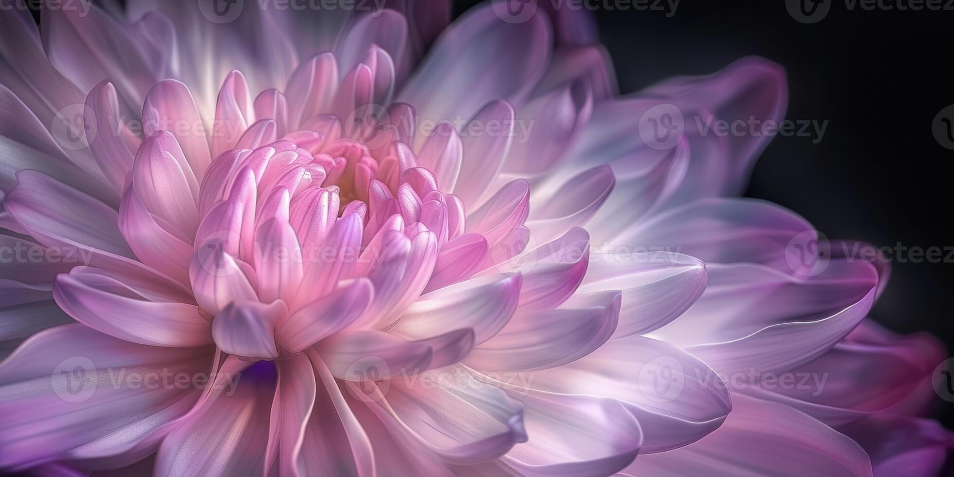 pink and purple chrysanthemum closeup flower, ai photo