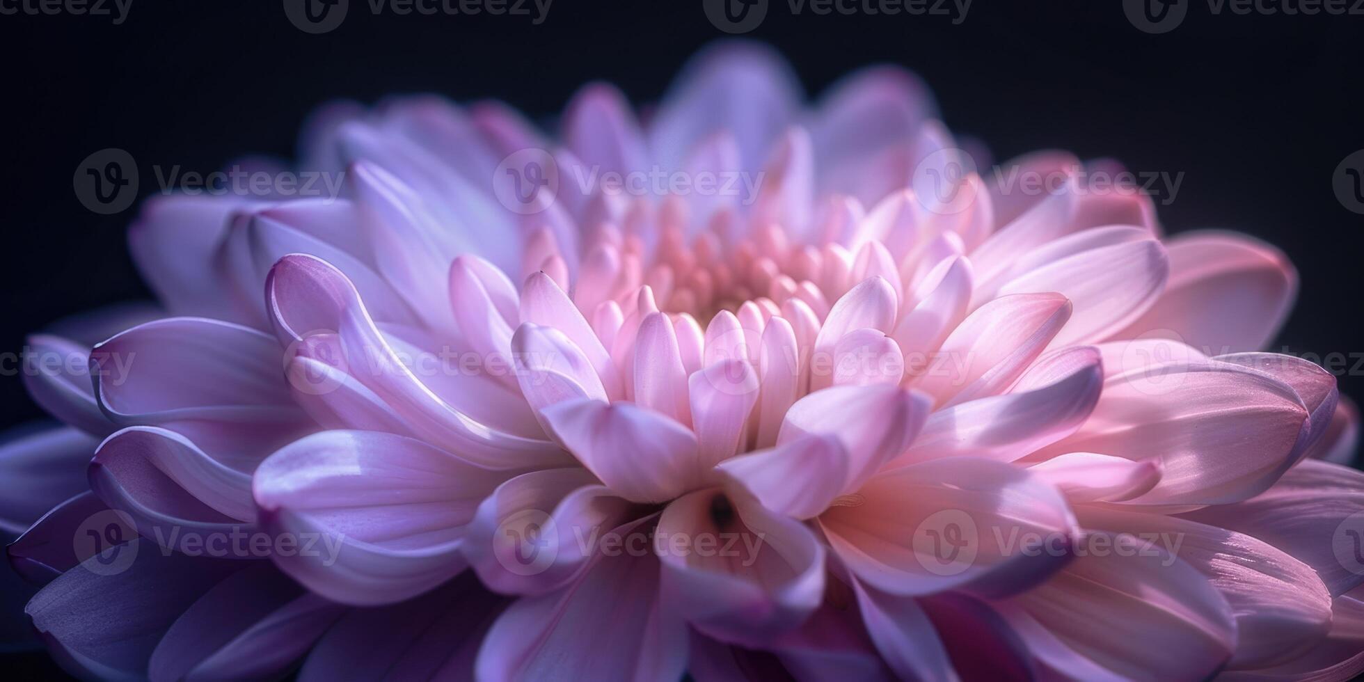 pink and purple chrysanthemum closeup flower, ai photo