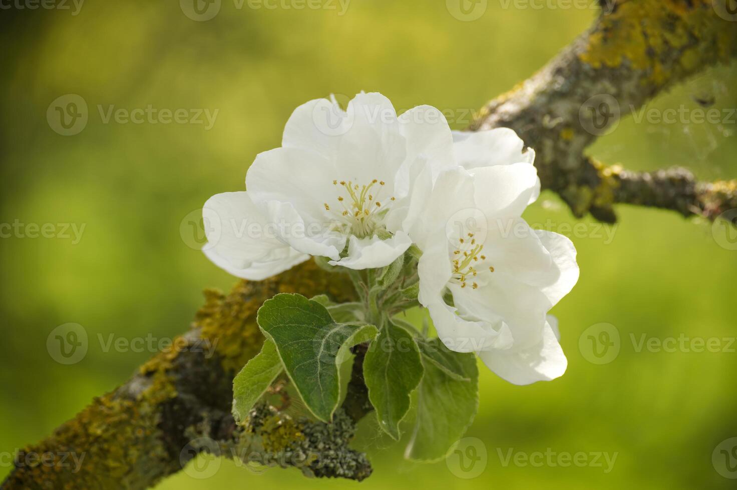 White apple tree blossoms with delicate petals in various stages of bloom photo