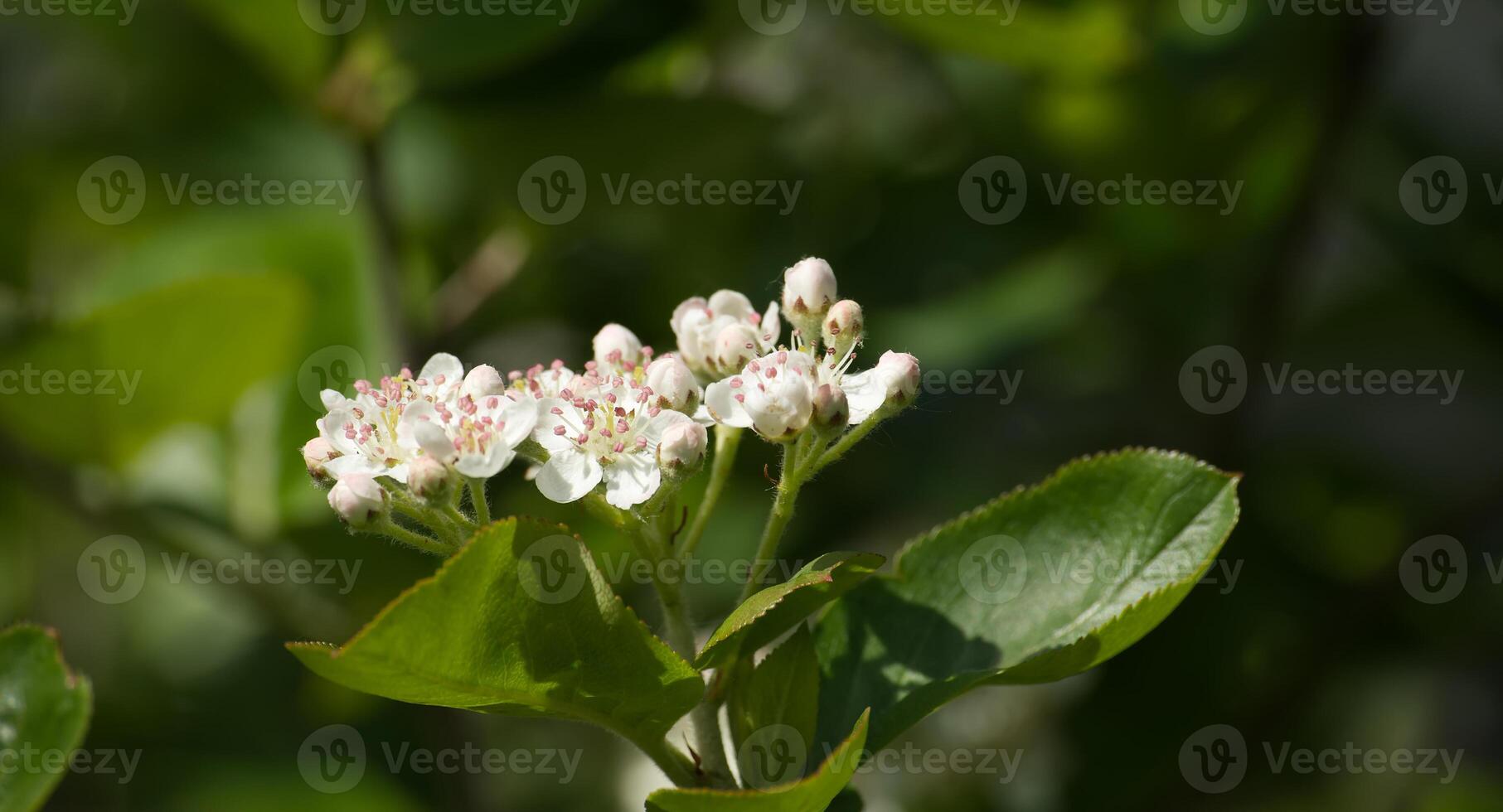 Flowering of aronia with green leaves in closeup photo