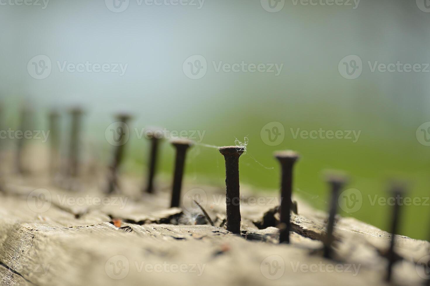 Old rusted nails halfway inserted into the wooden surface photo