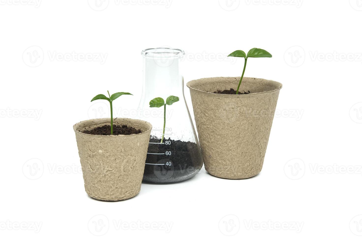 Green seedlings in biodegradable pots and glass flask photo