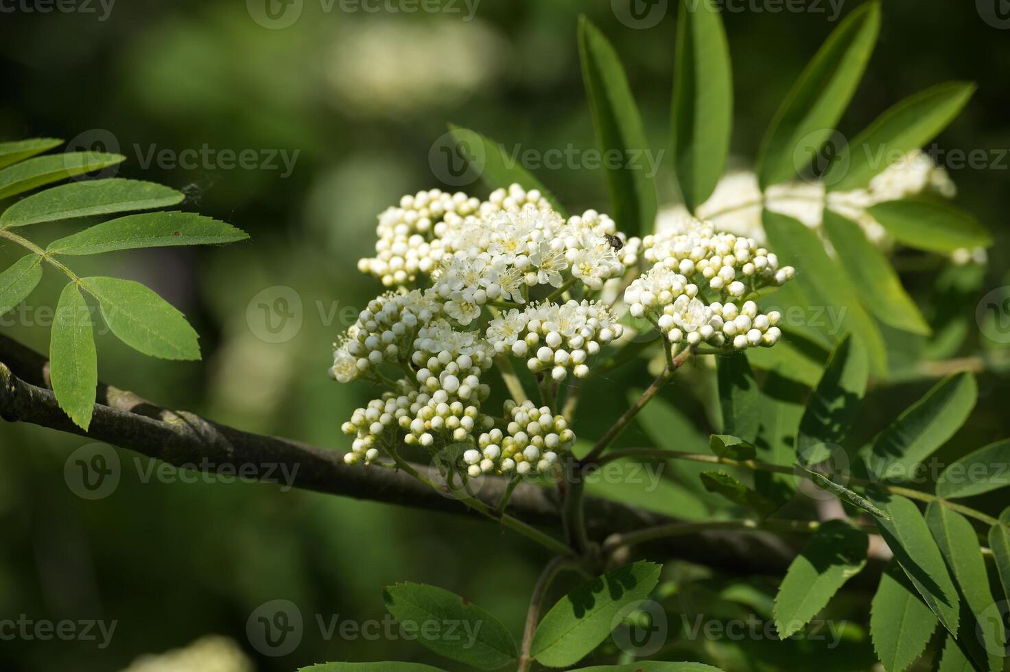Branch of a white flowering rowan tree in closeup photo