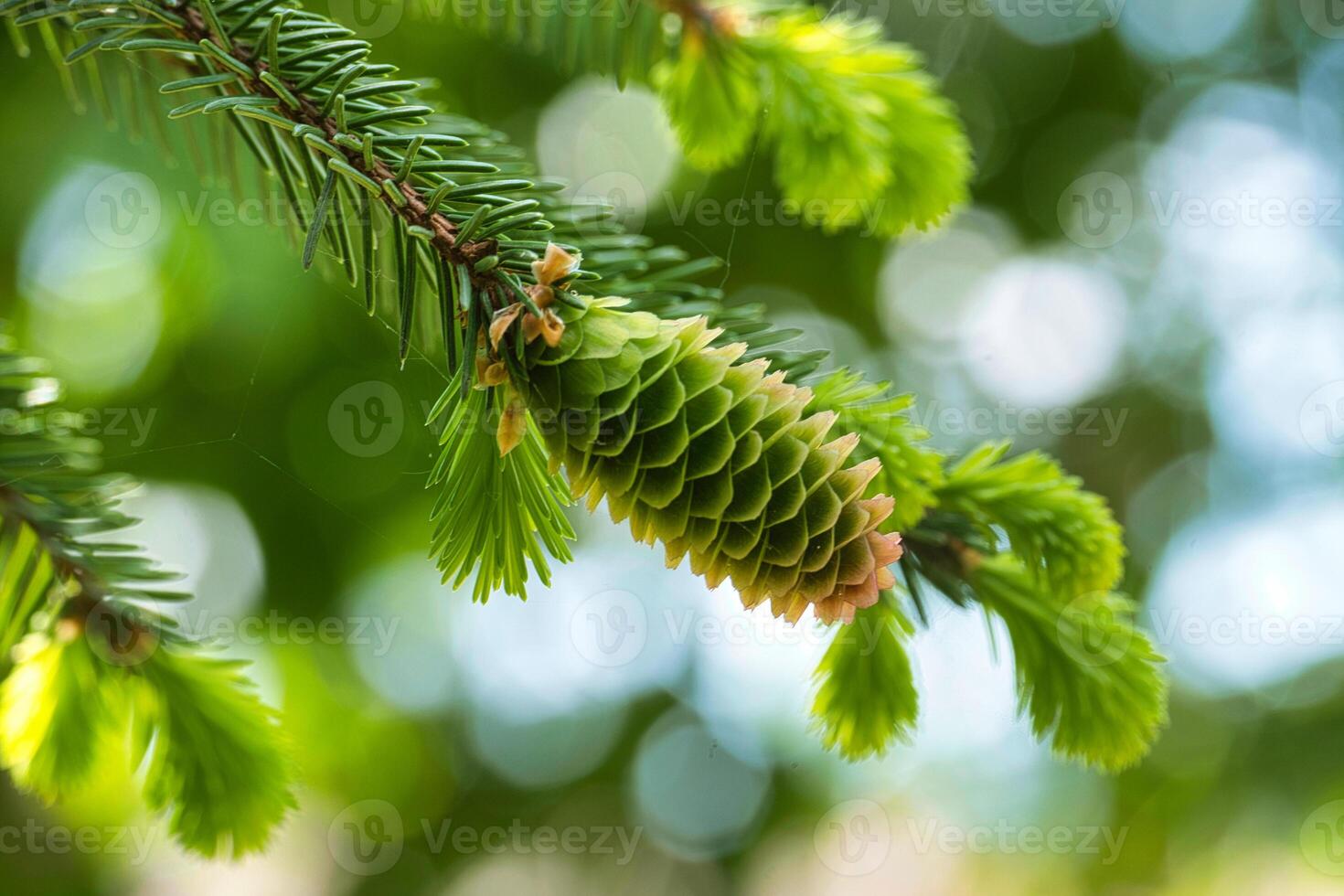 Close up of a green fir cone in blurred background photo