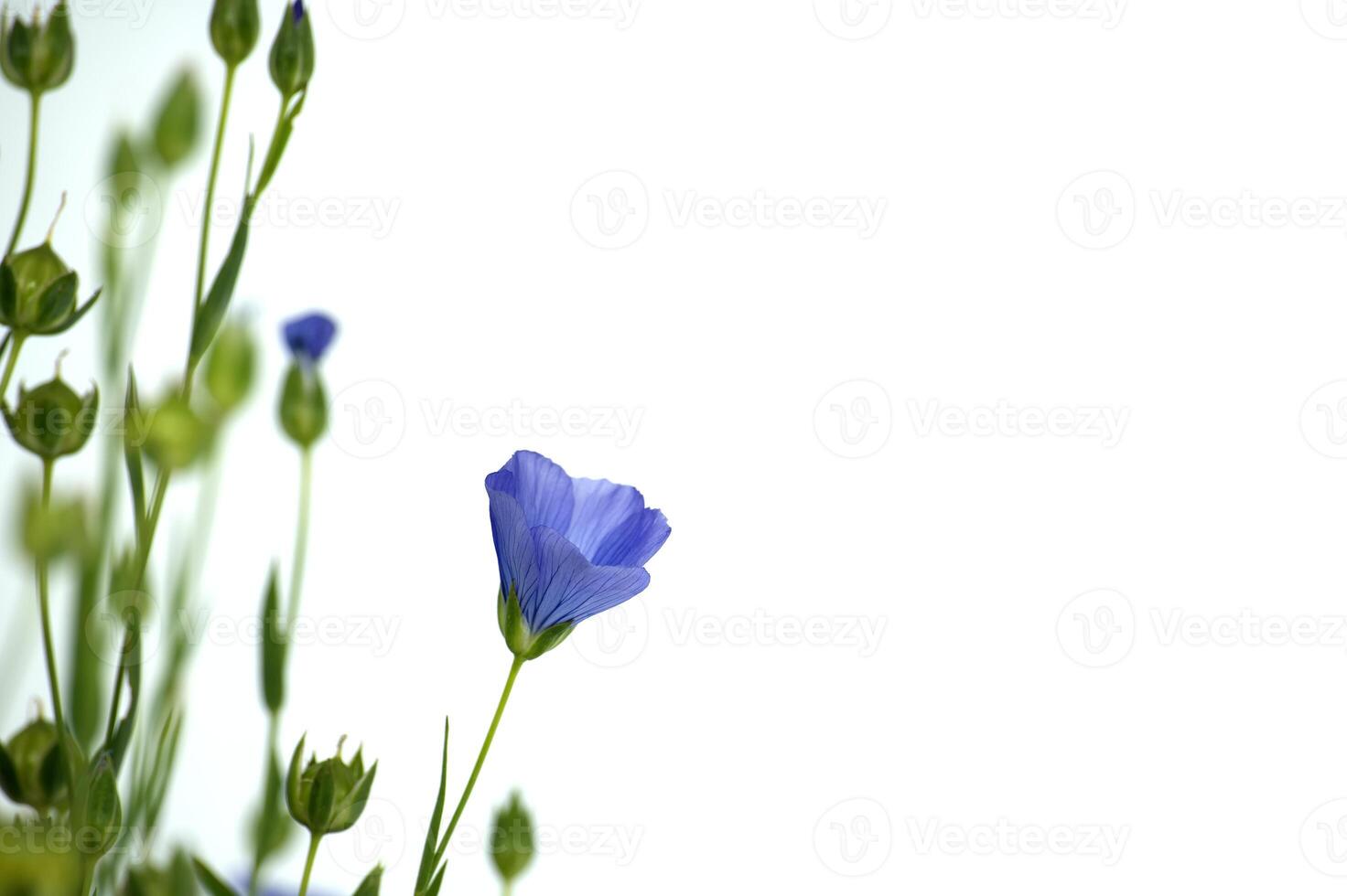 Flax linseed flower over isolated on white background photo