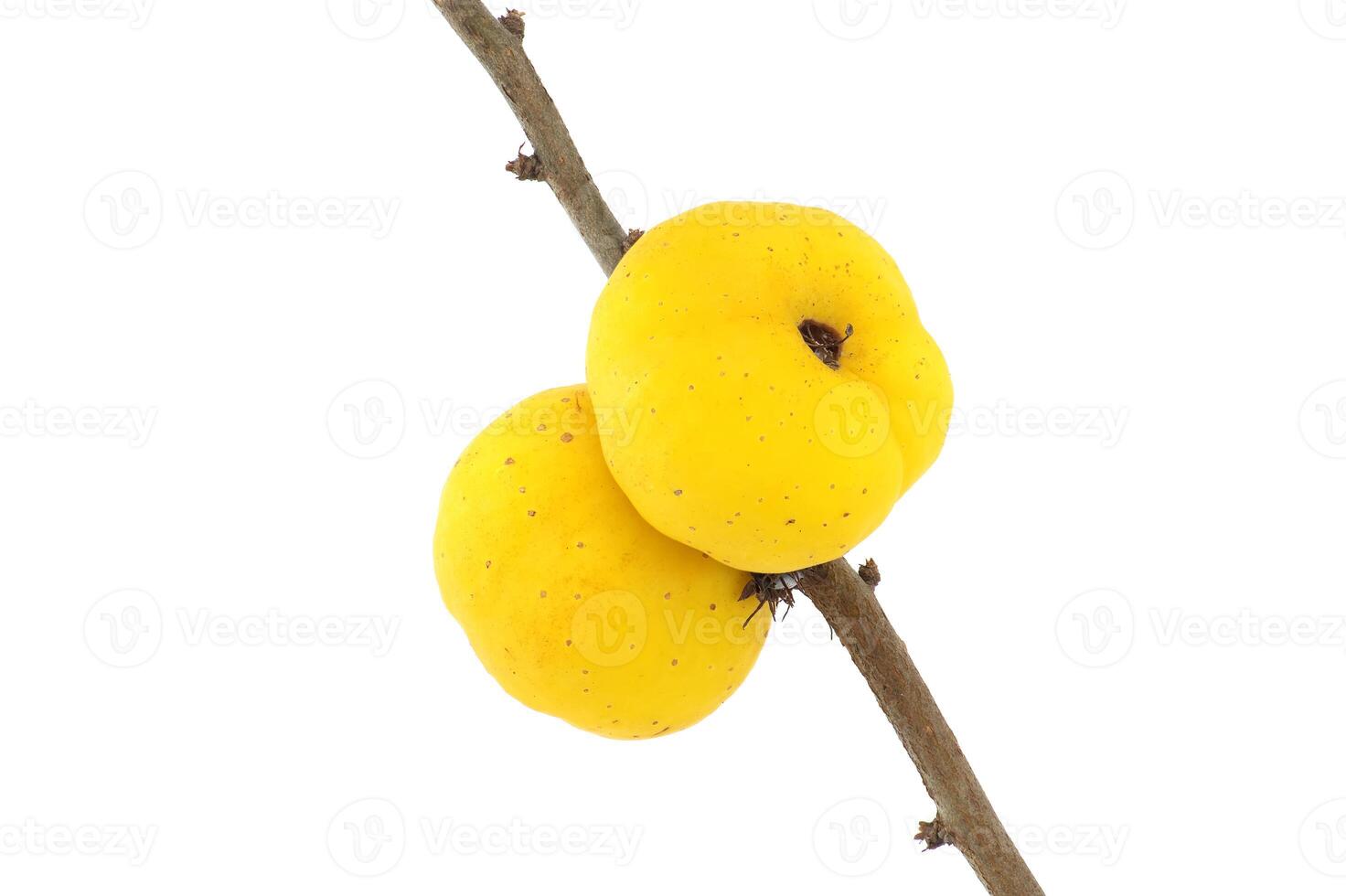 Yellow quince fruits on leafless thorny branch photo