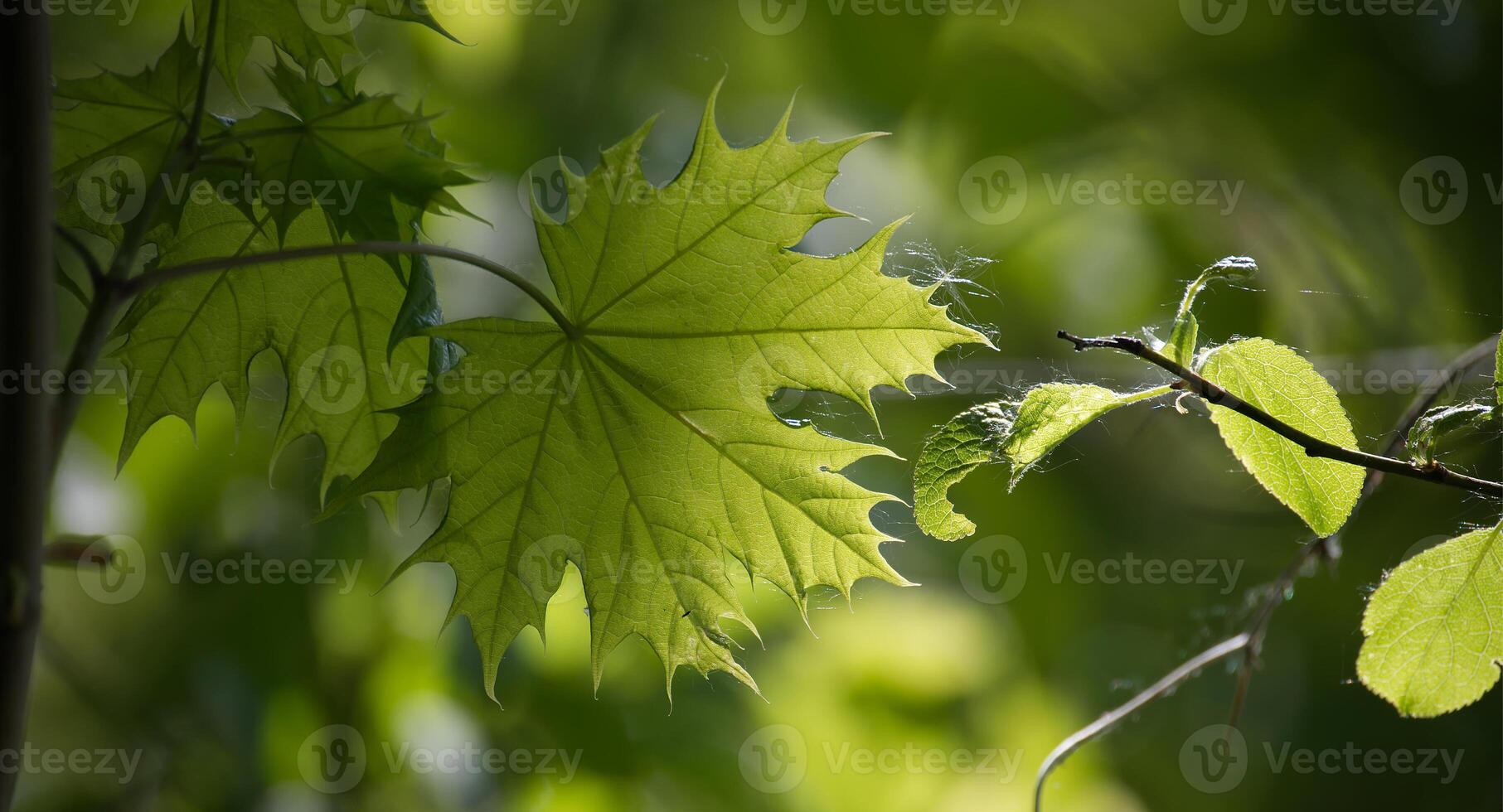 Maple leaves highlighted by the sunlight shining through it photo