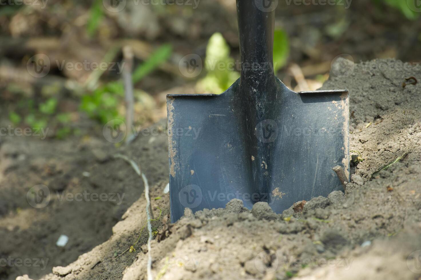 Shovel is embedded in the ground, surrounded by well-maintained soil photo