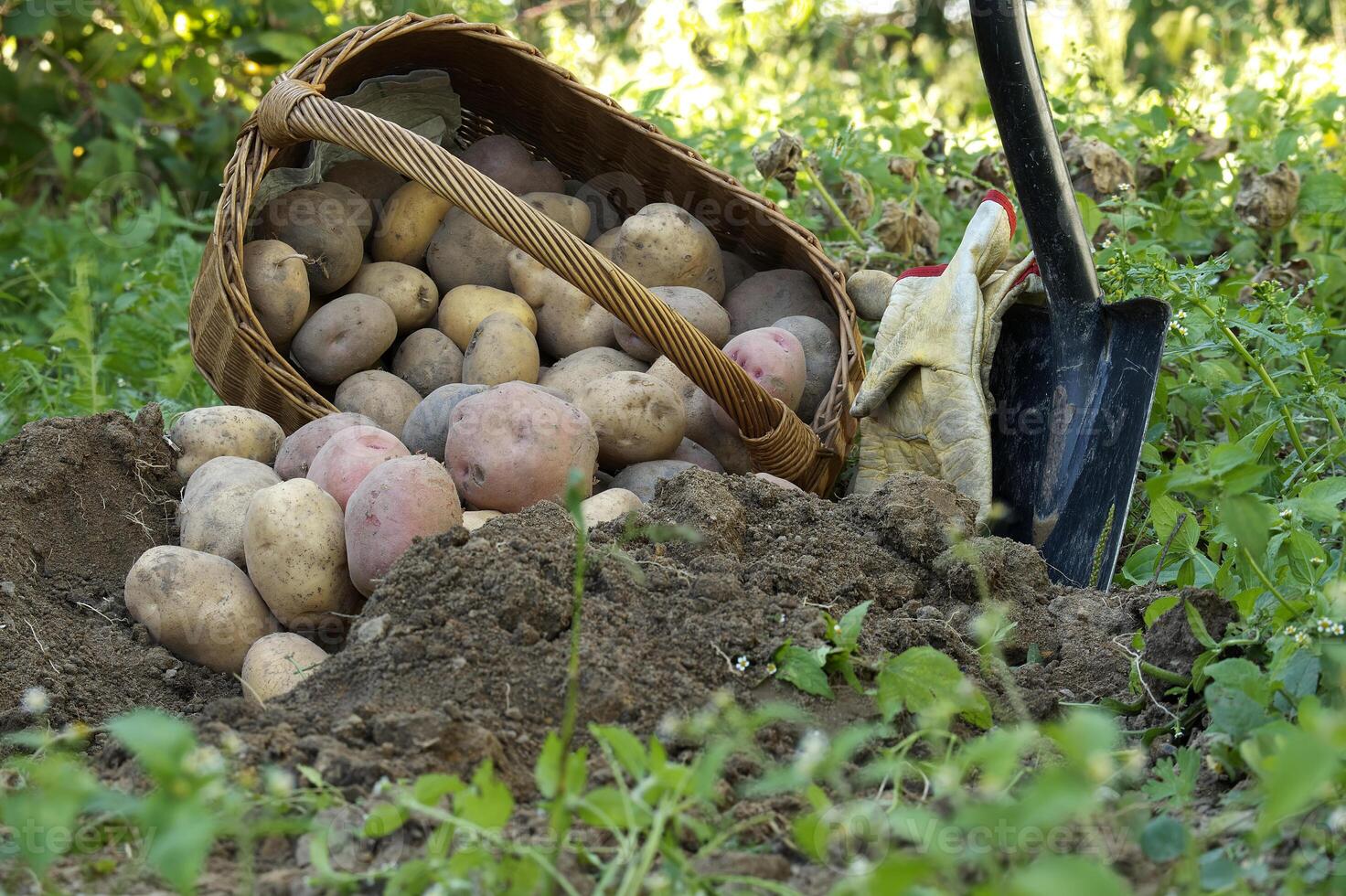 Freshly dug multi-colored potatoes spill out of basket photo