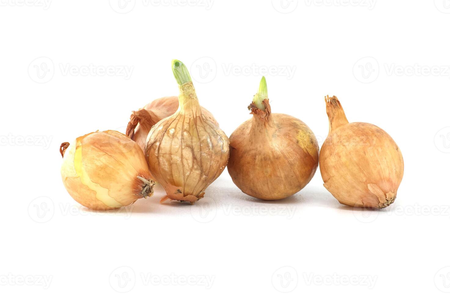 Onion seed isolated on white background, spring bulbs photo