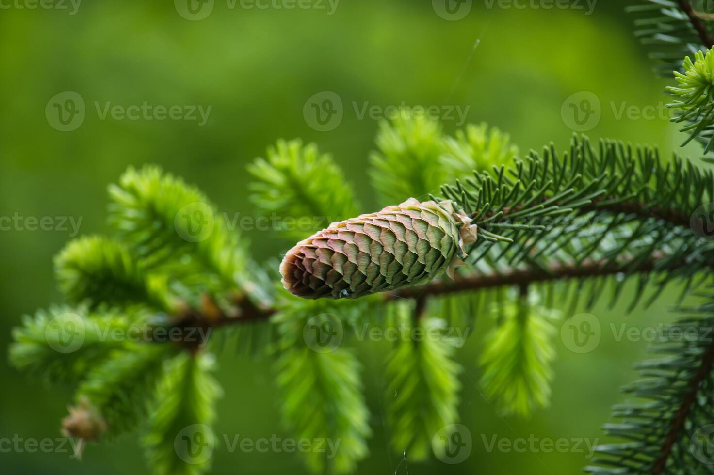Young fir cone on fir tree branch over blurred background photo
