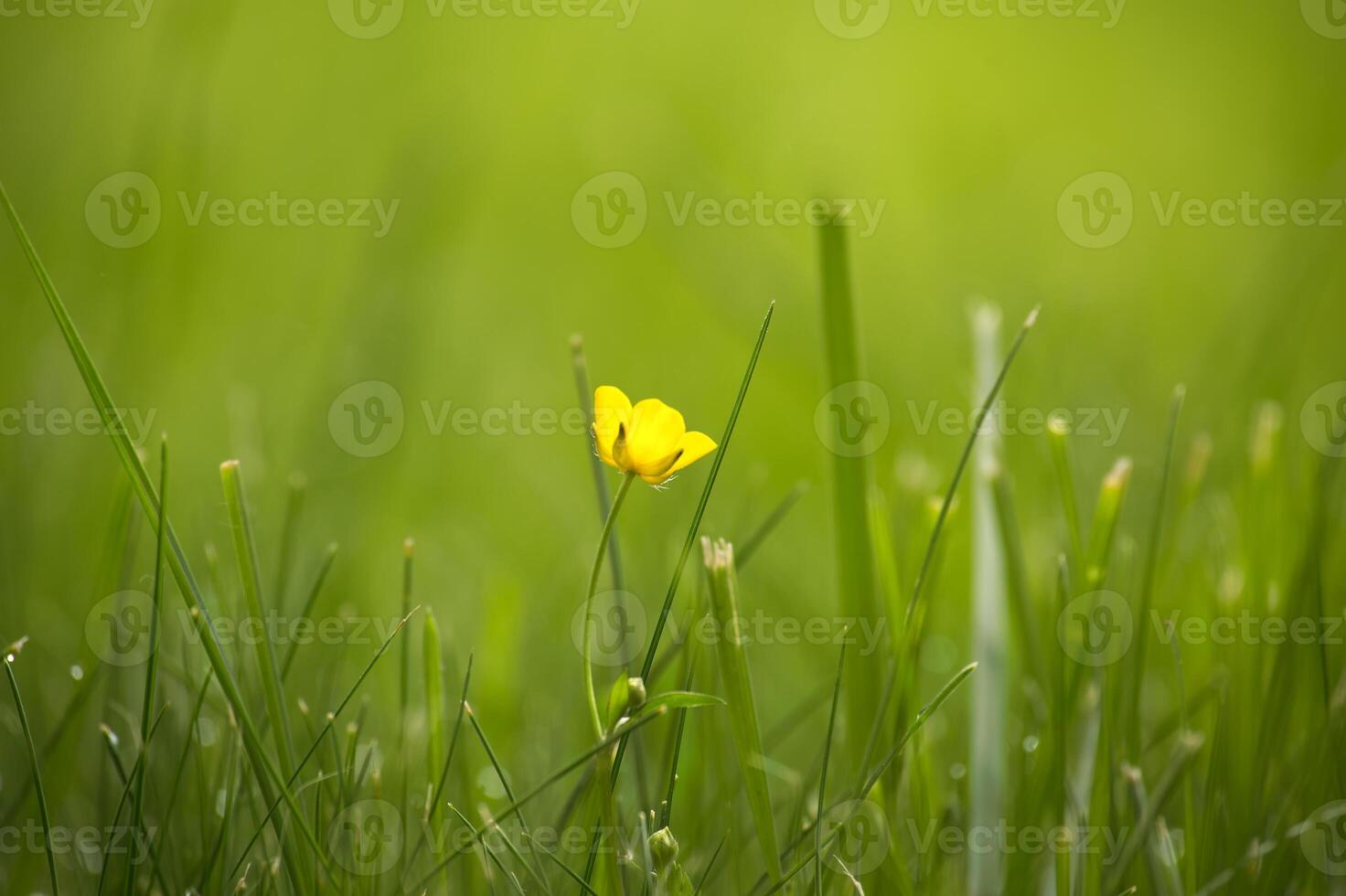 Yellow buttercup flower contrast with green lush environment photo
