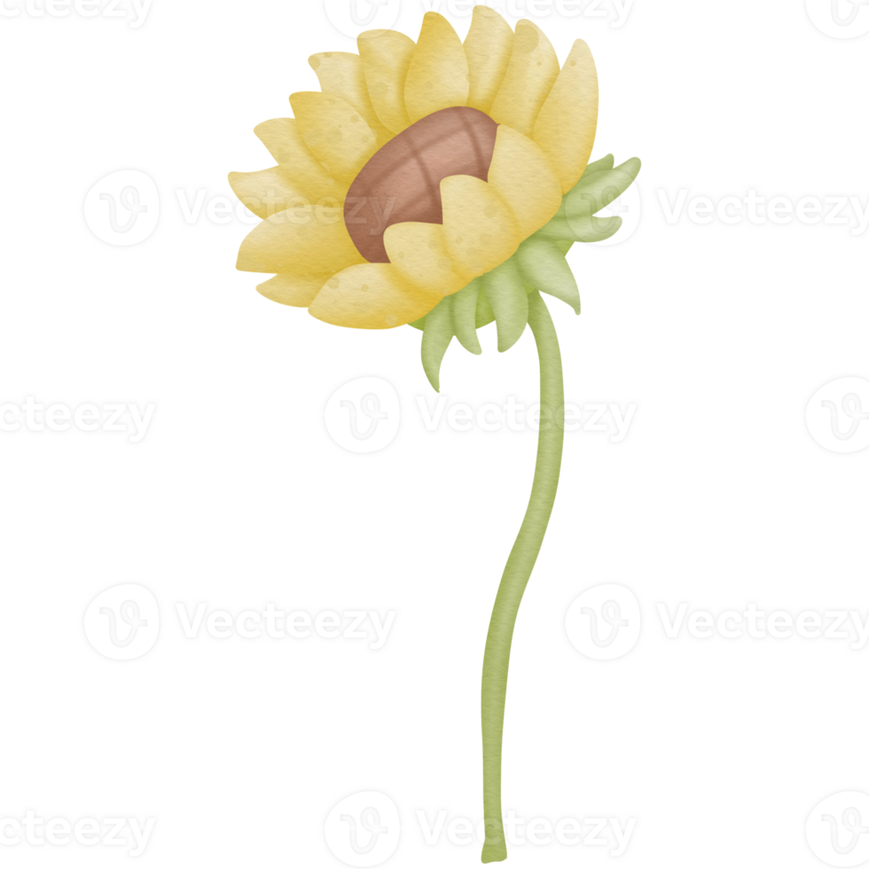 Sunflower watercolor clip art png