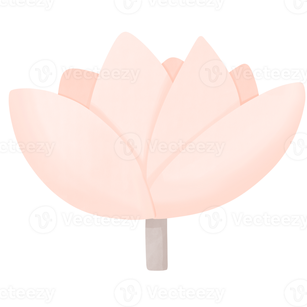 a pink lotus flower on a transparent background png