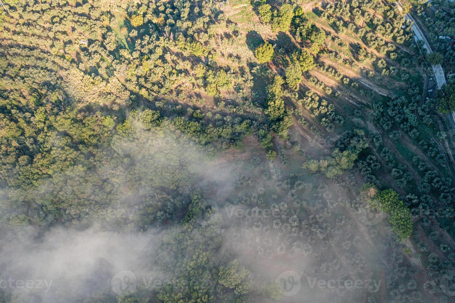 Tuscany from above. Wine and Olive field with fog around. Drone Shot photo
