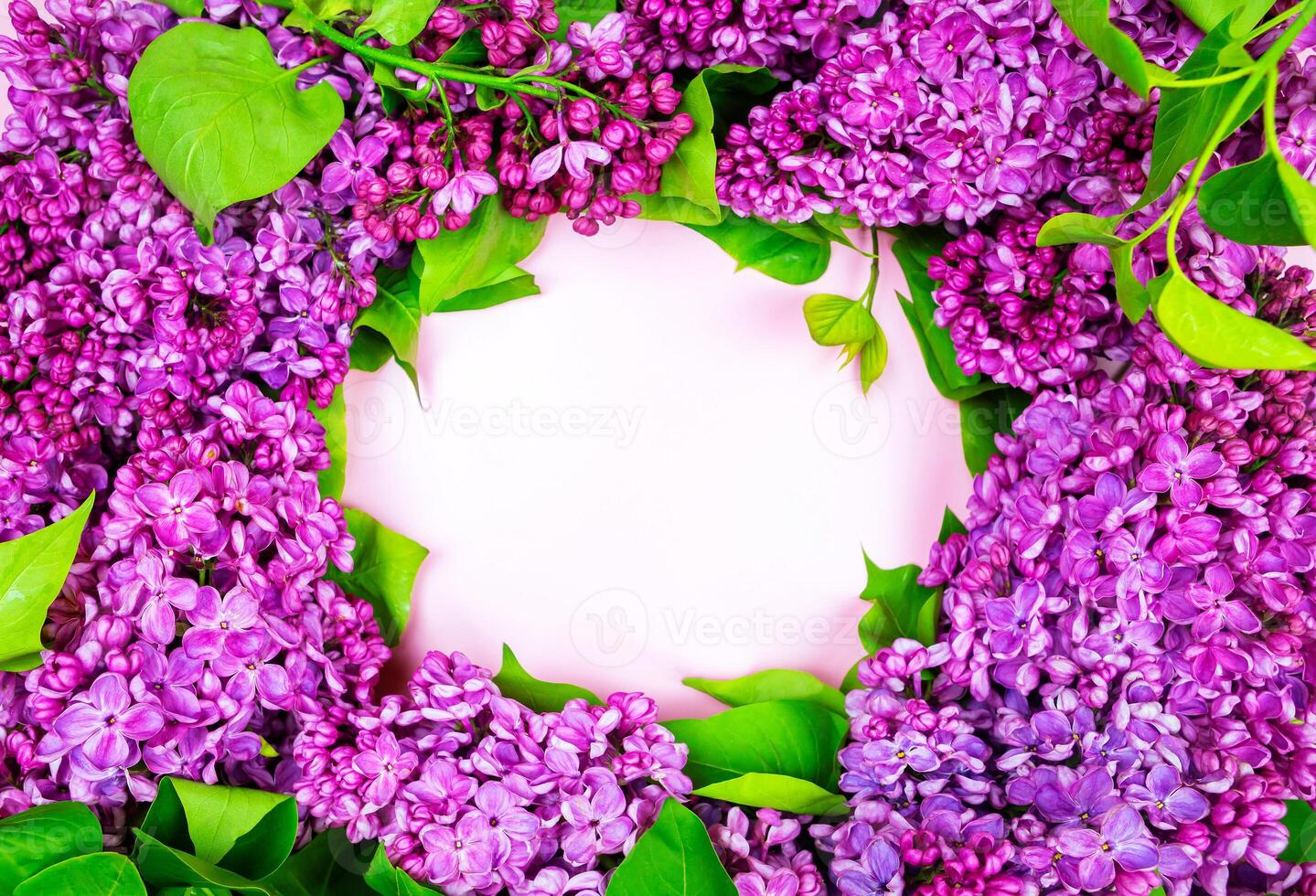 beautiful dark purple fresh lilac on the pink background, purple background photo