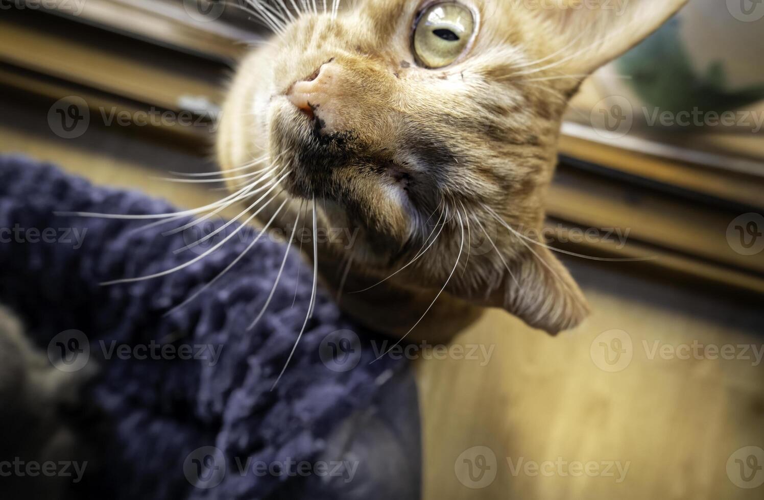 Cat in a window photo