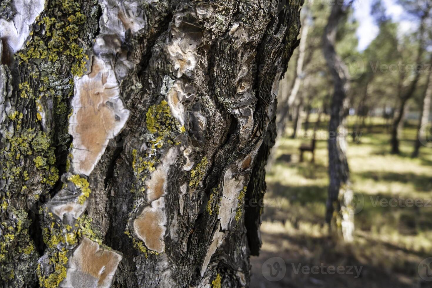 Tree bark texture photo