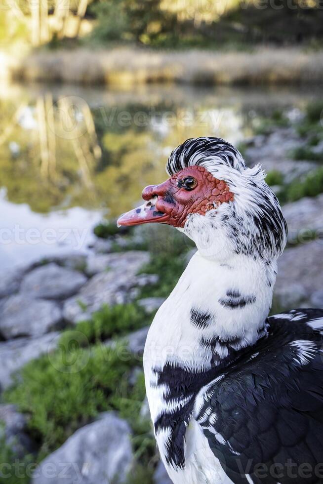 Wild creole duck photo