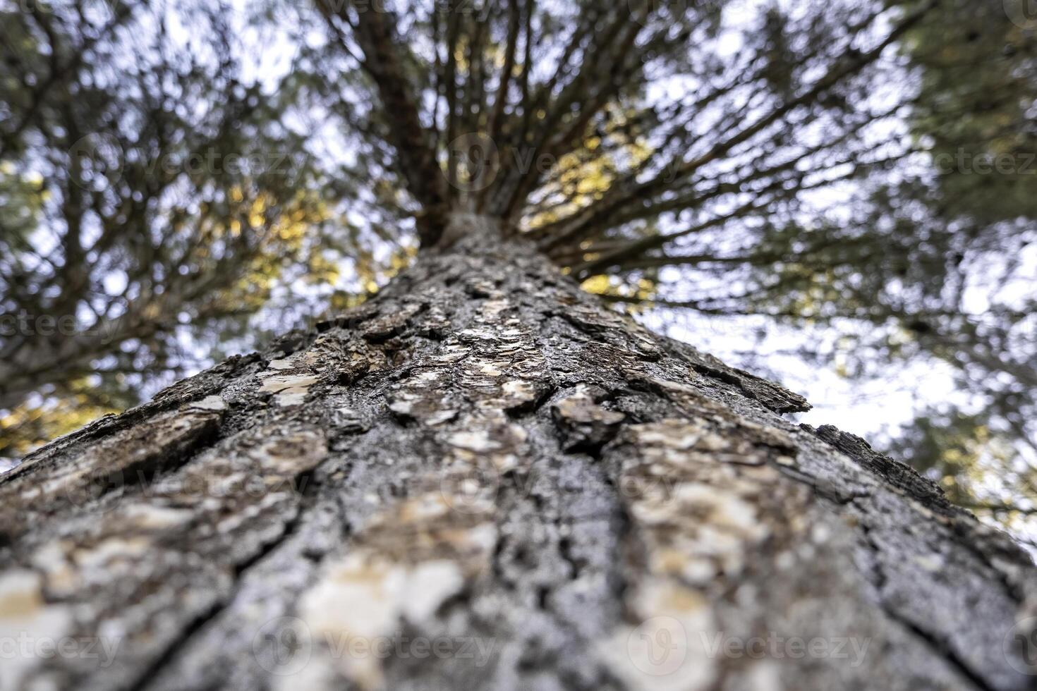 Tree trunk in the forest photo