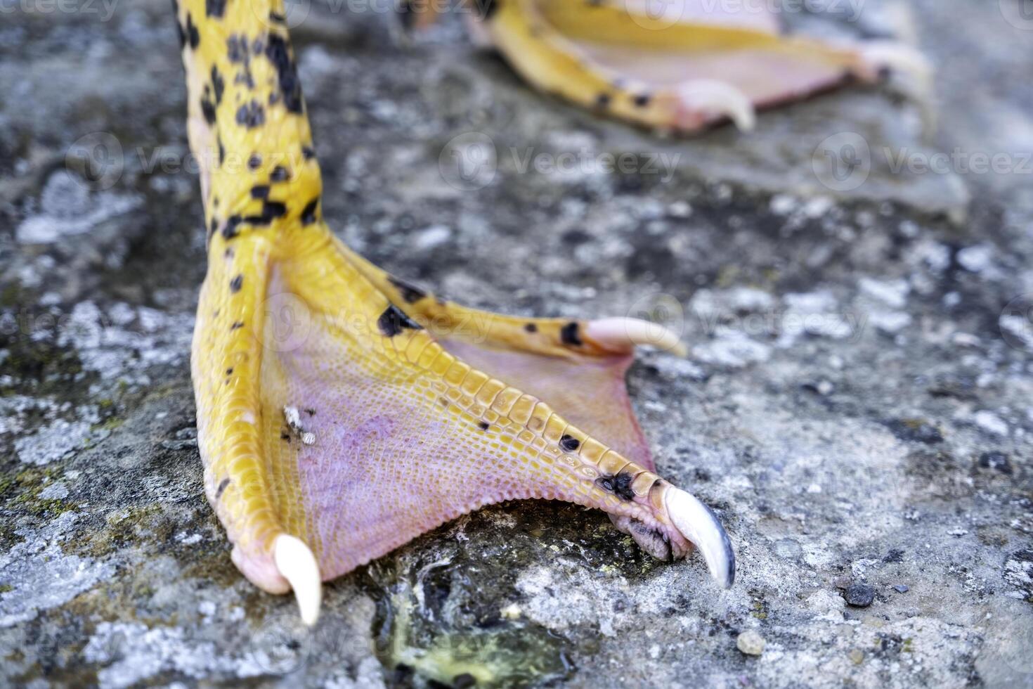 Wild duck feet photo