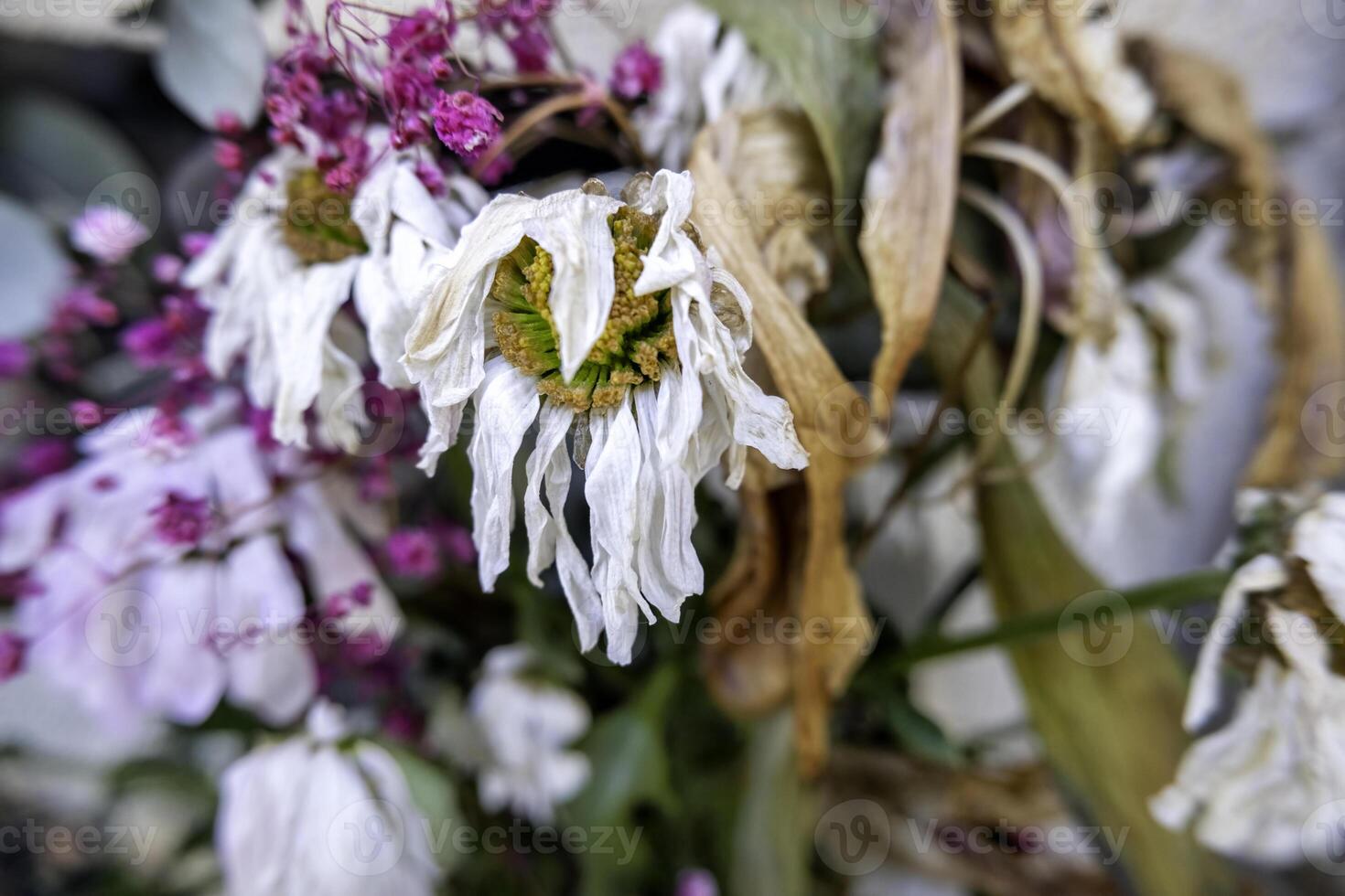 Dried flowers in a cemetery photo