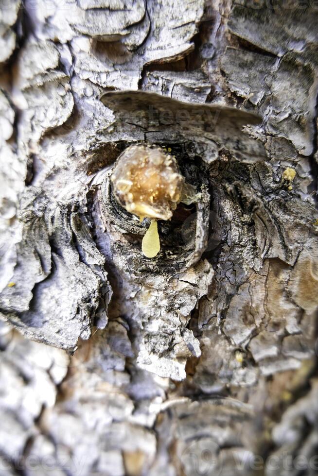 Pine with resin photo