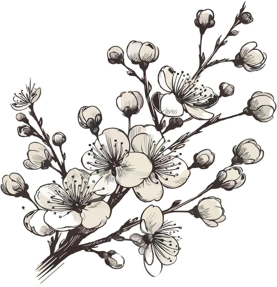 sketch of a blooming cherry blossom branch vector
