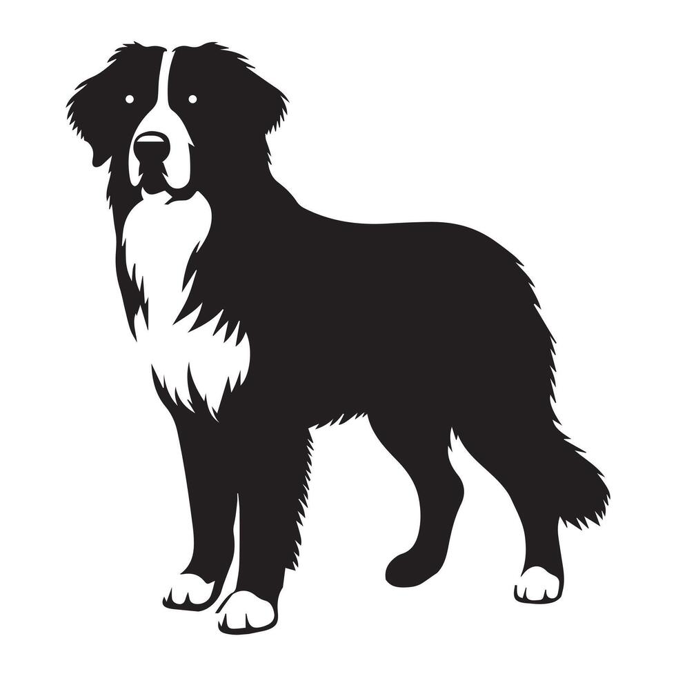 Dog - A Bernese standing calmly illustration in black and white vector