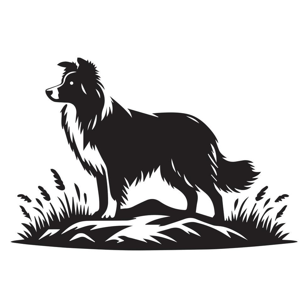 Dog - Herding Border Collie in Highland illustration in black and white vector