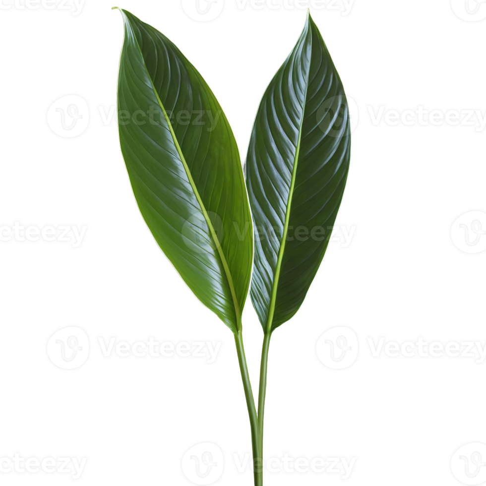 Peace lily leaf elongated oval leaf with glossy dark green surface and white midrib Spathiphyllum png