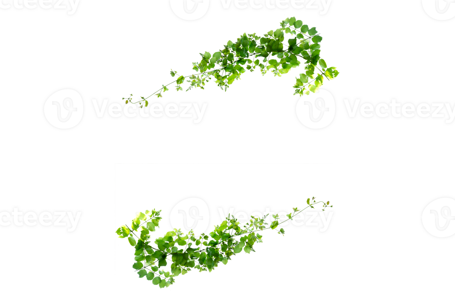 leaf vine Isolate on transparent background file png