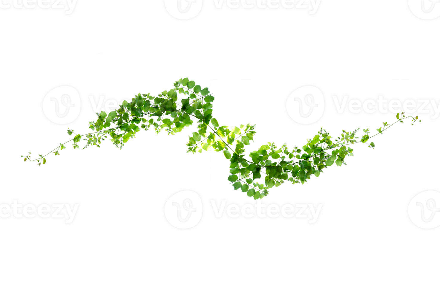 leaf vine Isolate on transparent background file png