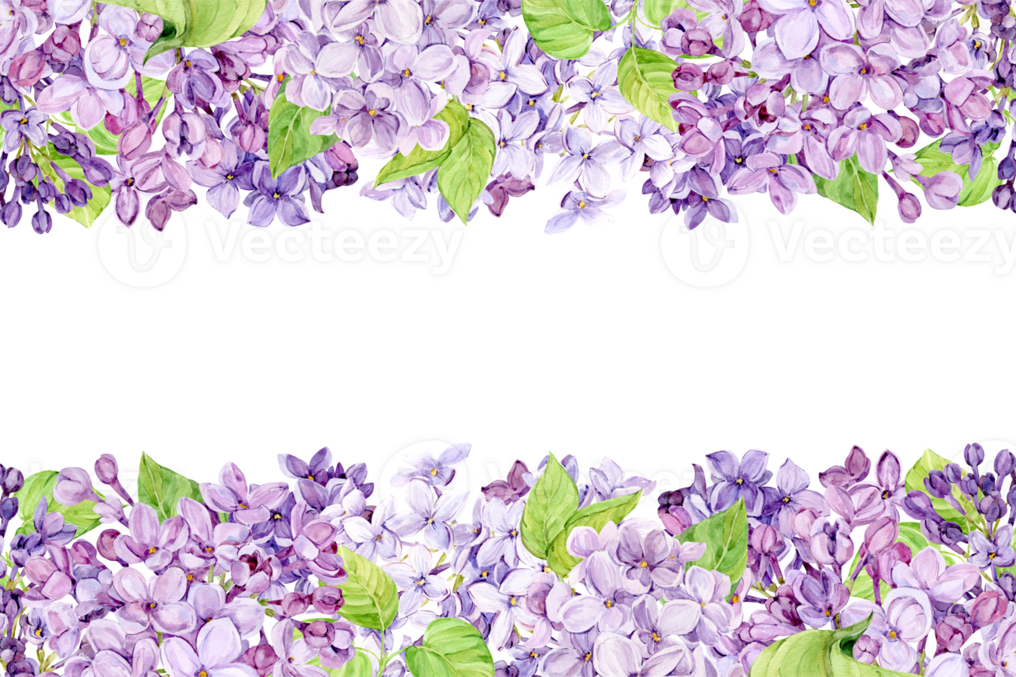 Watercolor illustration of lilac. Horizontal banner with purple syringa with leaves, flowers and buds. Fragrant spring flowers on a white background. Botanical illustration for wedding invitation. png