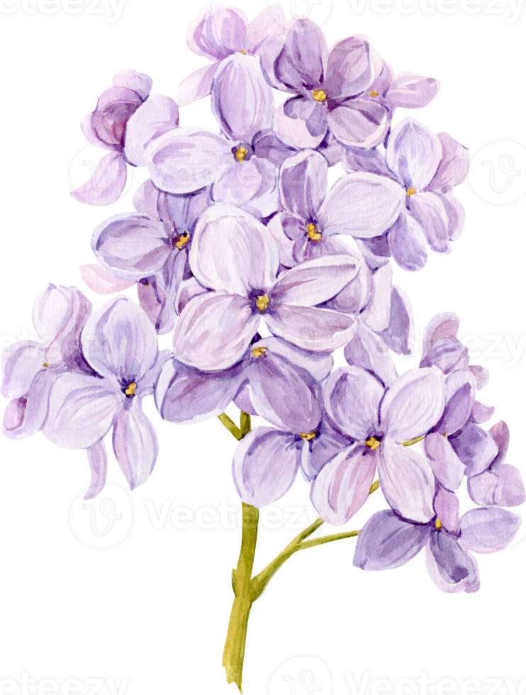 Watercolor drawing of lilac. Hand drawn botanical illustration of Shringa vulgaris. Spring purple flowers for a romantic card. An aromatic plant for packaging soap, perfume, cosmetics. png