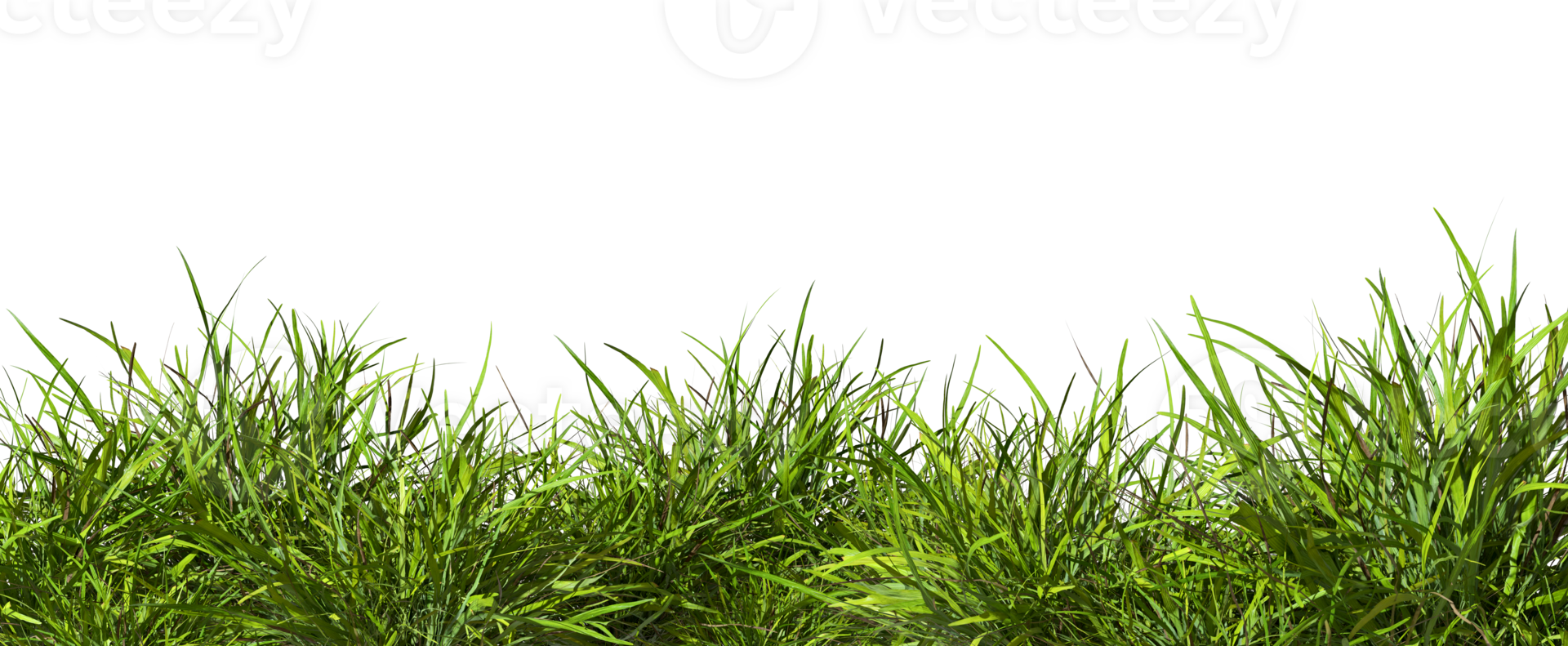 Grass field row lush close up cut out backgrounds 3d render png