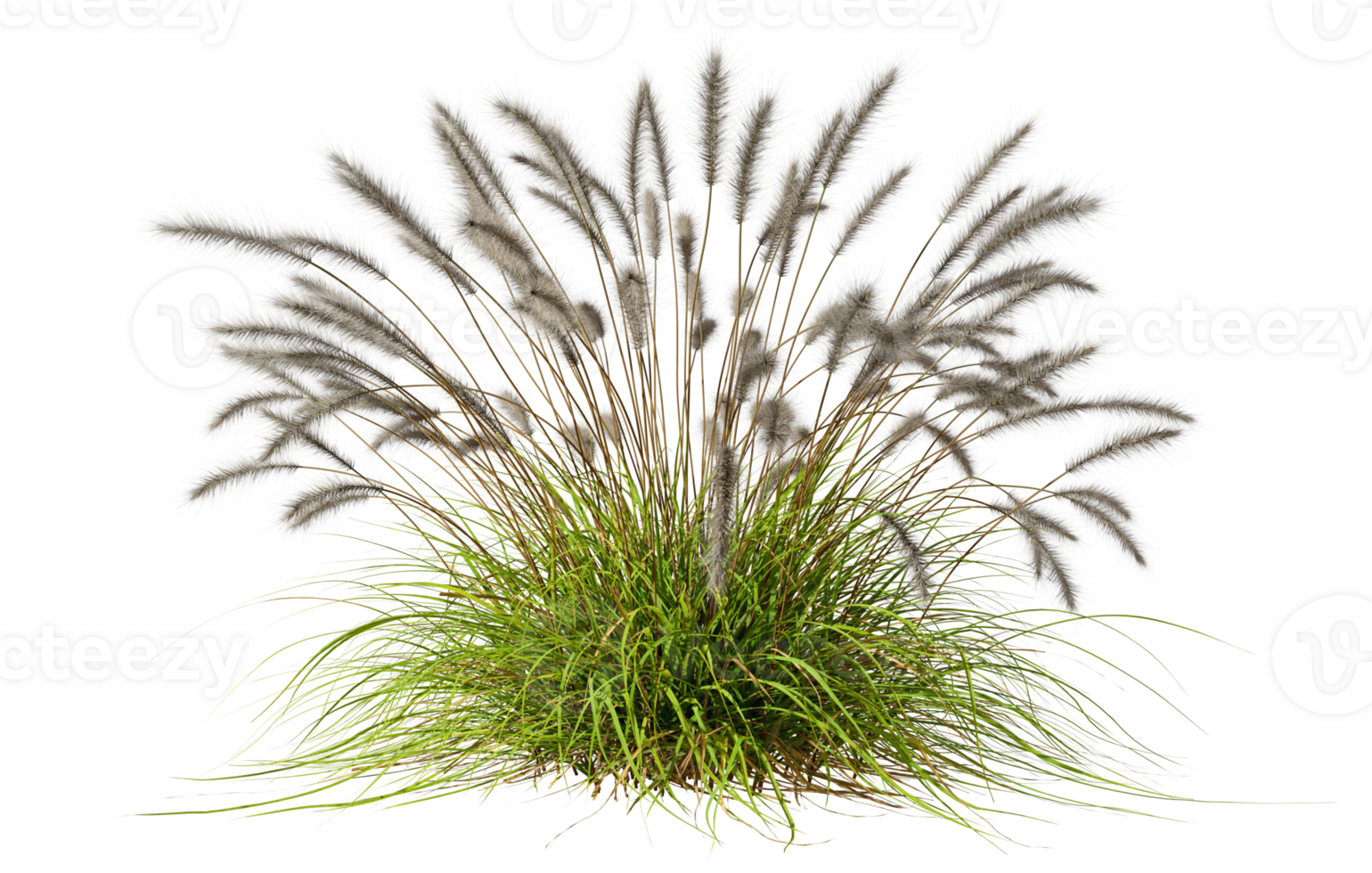 Feather grass fresh bush nature cut out backgrounds clipart 3d rendering illustration png