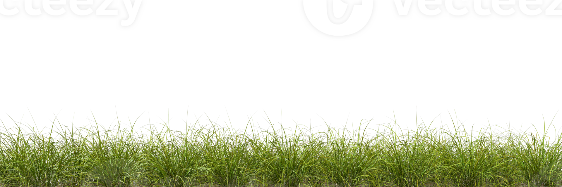 Meadow green grass row horizontal cut backgrounds 3d rendering png