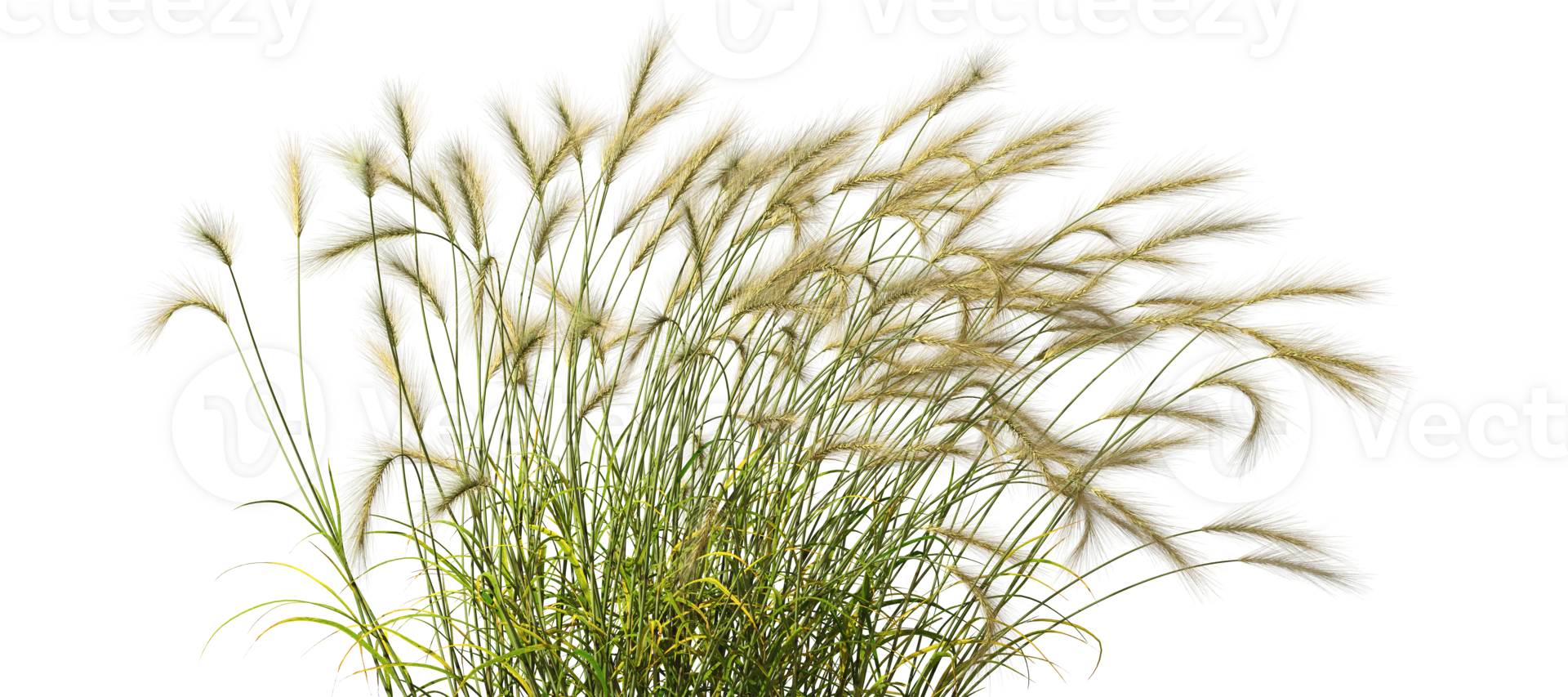 Feather grass blowing in the wind on transparent backgrounds 3d render png