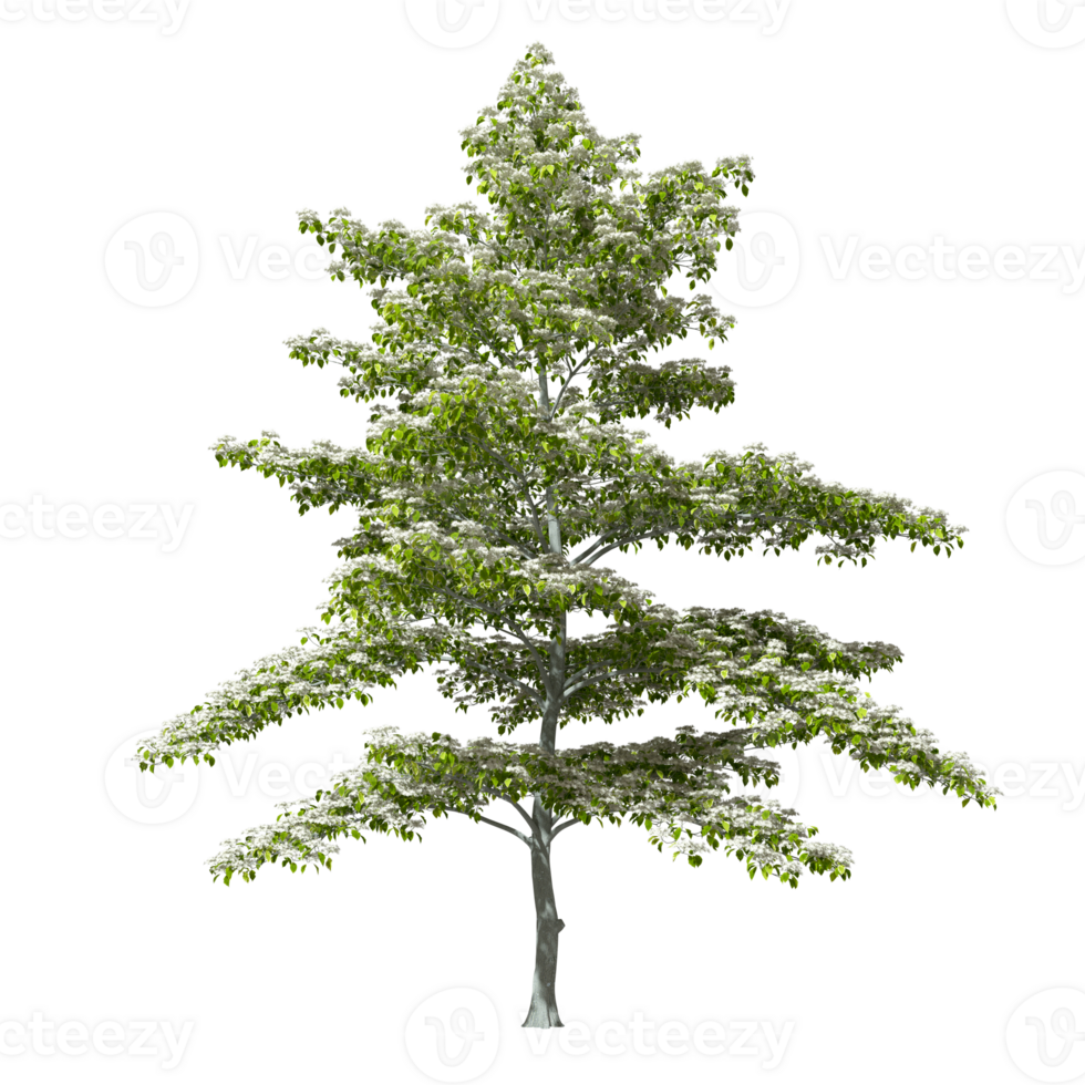 Trees blossoms environmental realistic isolated transparent backgrounds 3d rendering illustration png