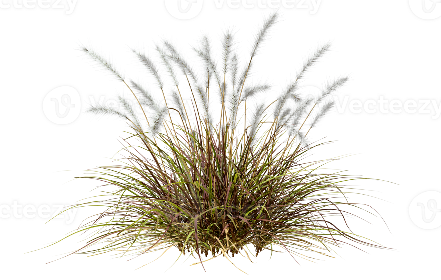 Landscaping white feather overgrown grass cut out backgrounds 3d illustration png
