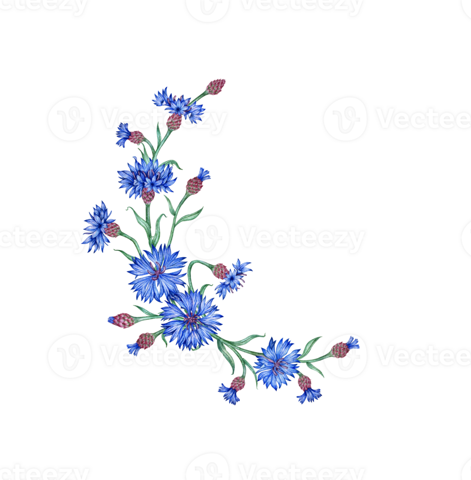 Cornflowers blue flowers half wreath watercolor illustration. Botanical composition element isolated from background. Suitable for cosmetics, aromatherapy, medicine, treatment, care, design, png