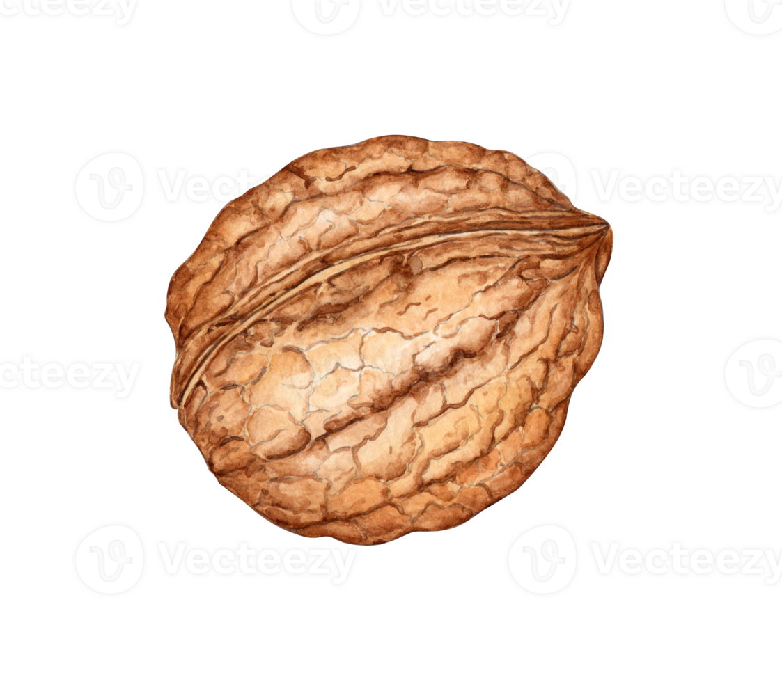 Walnut watercolor illustration isolated from background. Realistic texture and natural colors of the shell and kernel nut. Ideal for culinary, botanical and still life projects, packaging design, png