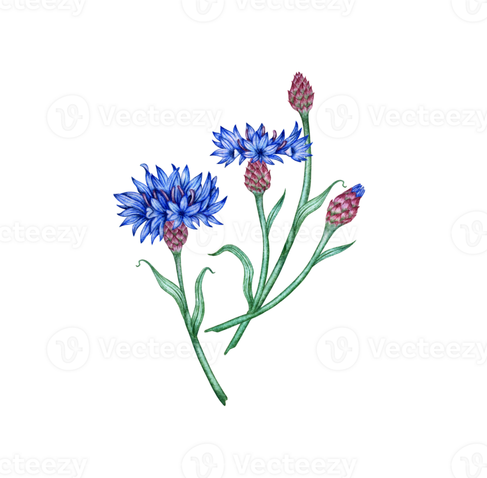 Cornflowers four blue flowers bouquet watercolor illustration. Botanical composition element isolated from background. Suitable for cosmetics, aromatherapy, medicine, treatment, care, design, png