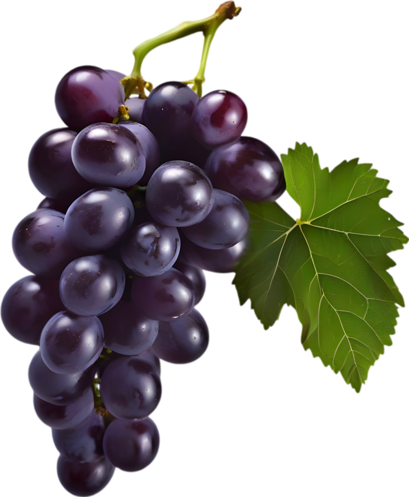 A bunch of dark purple grapes with a green leaf attached. AI-Generated. png