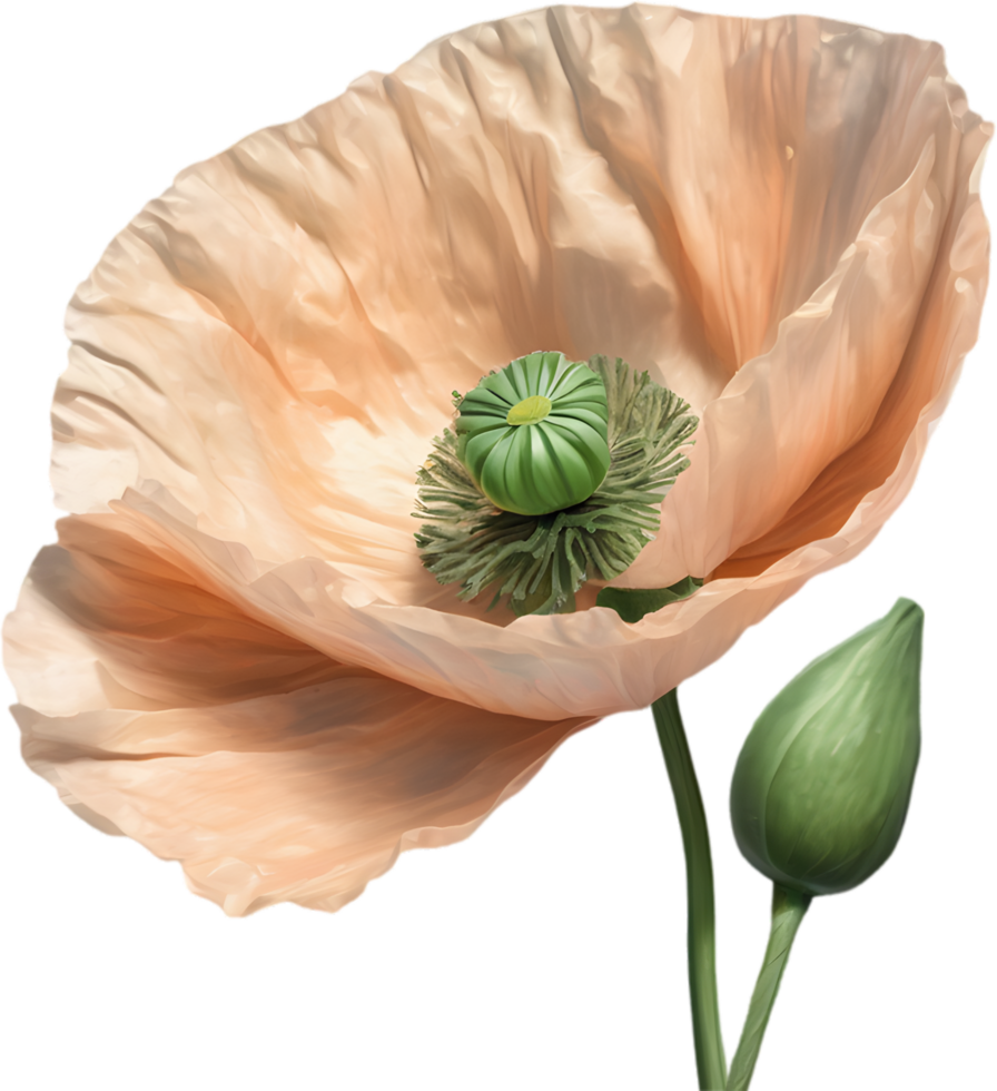 A poppy in hyper-realistic cartoon style. Ai-generated. png