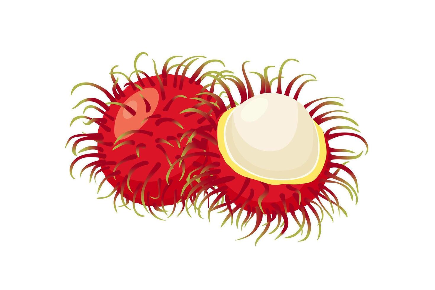 rambutan fruit icon.Cartoon icon isolated on white background vector