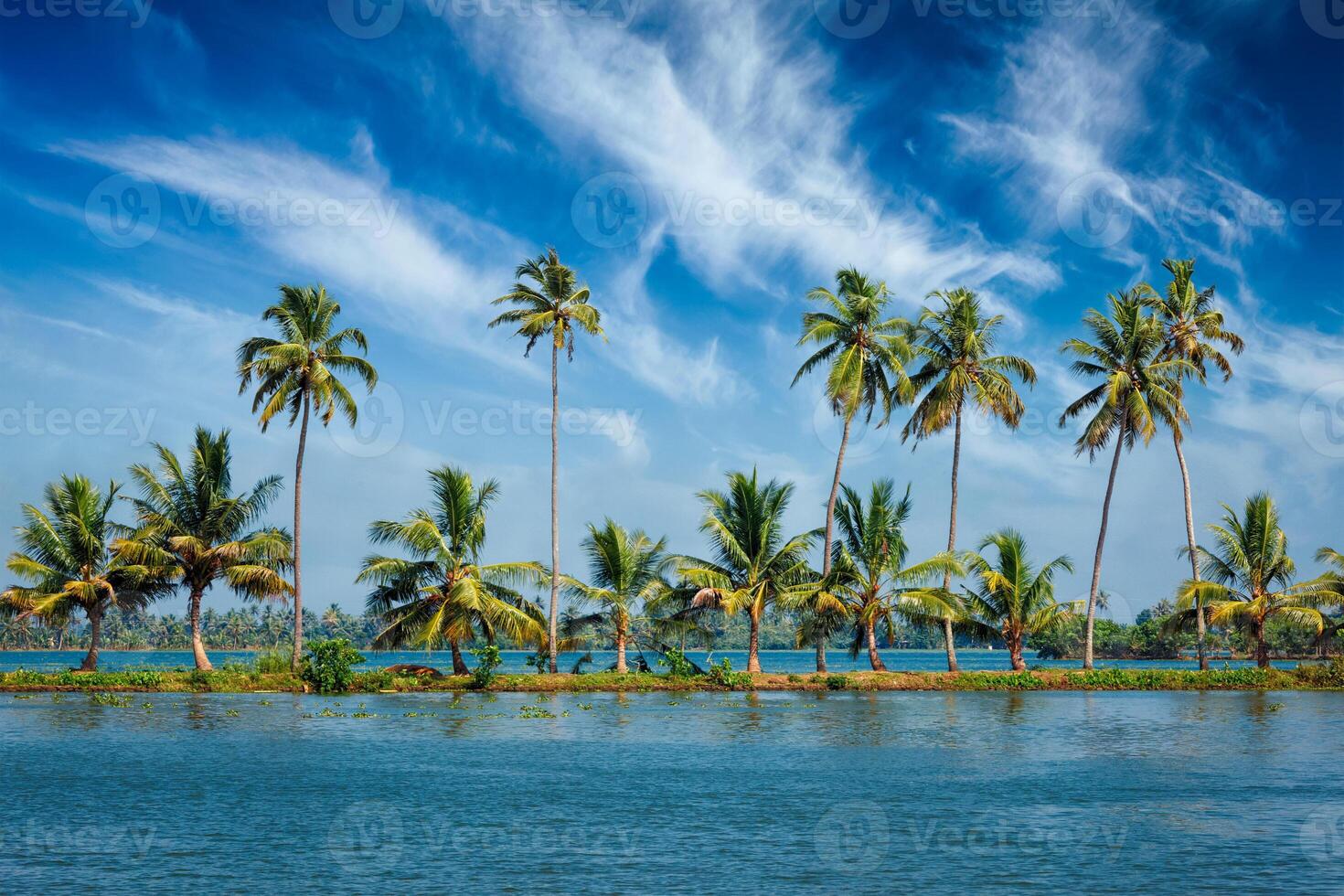 Kerala backwaters with palms photo